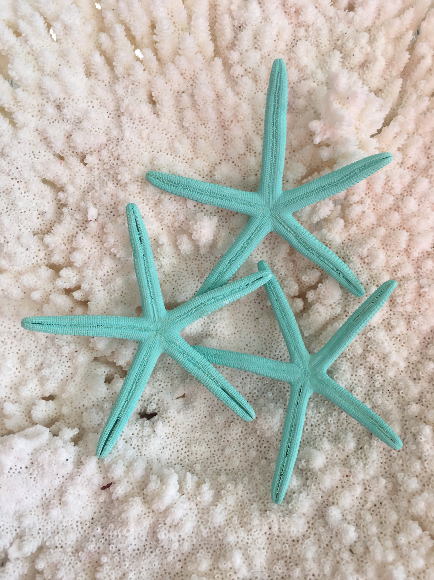 3-4” Dyed Seafoam Finger Starfish