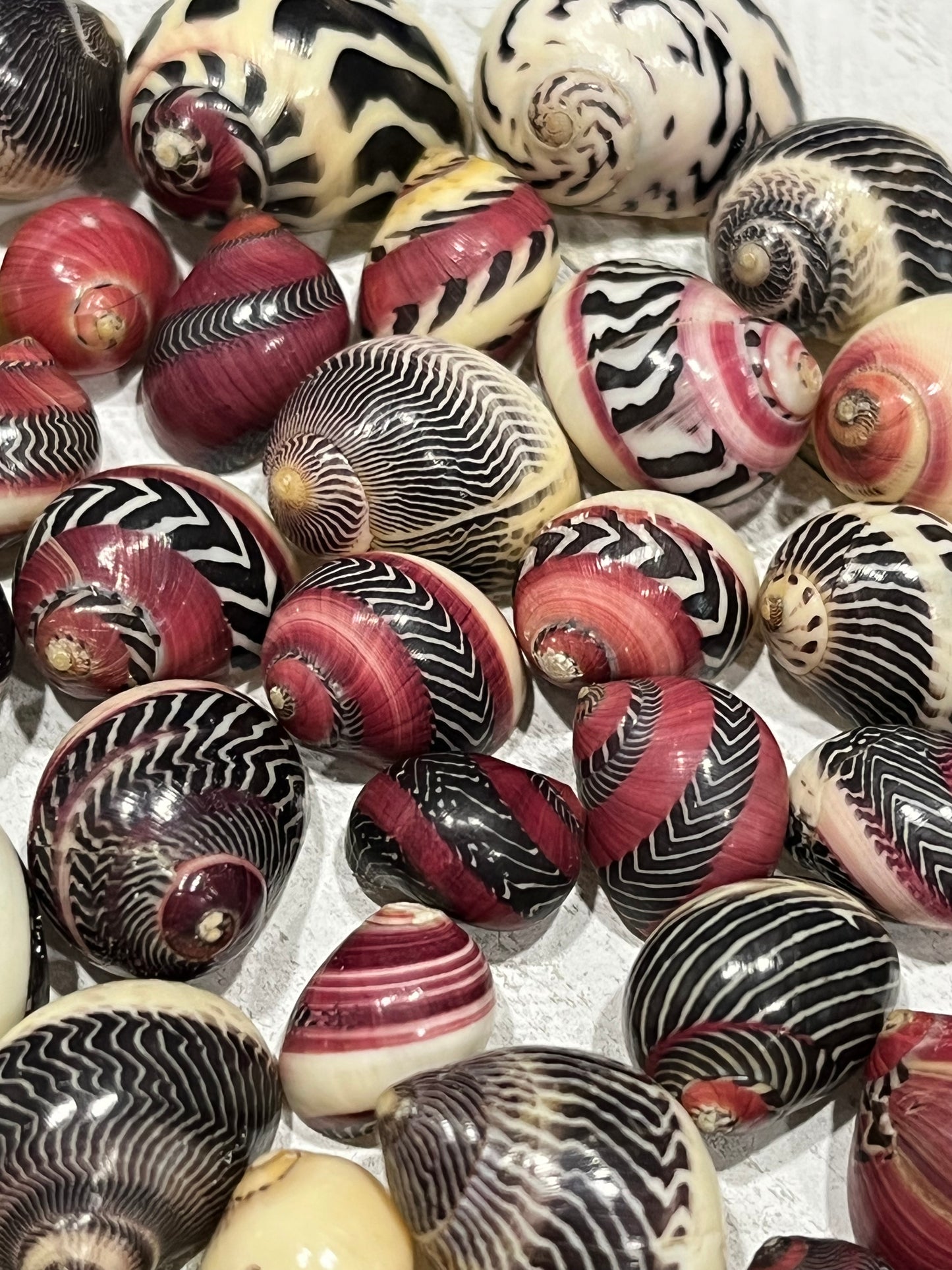 Rare Red Nerite