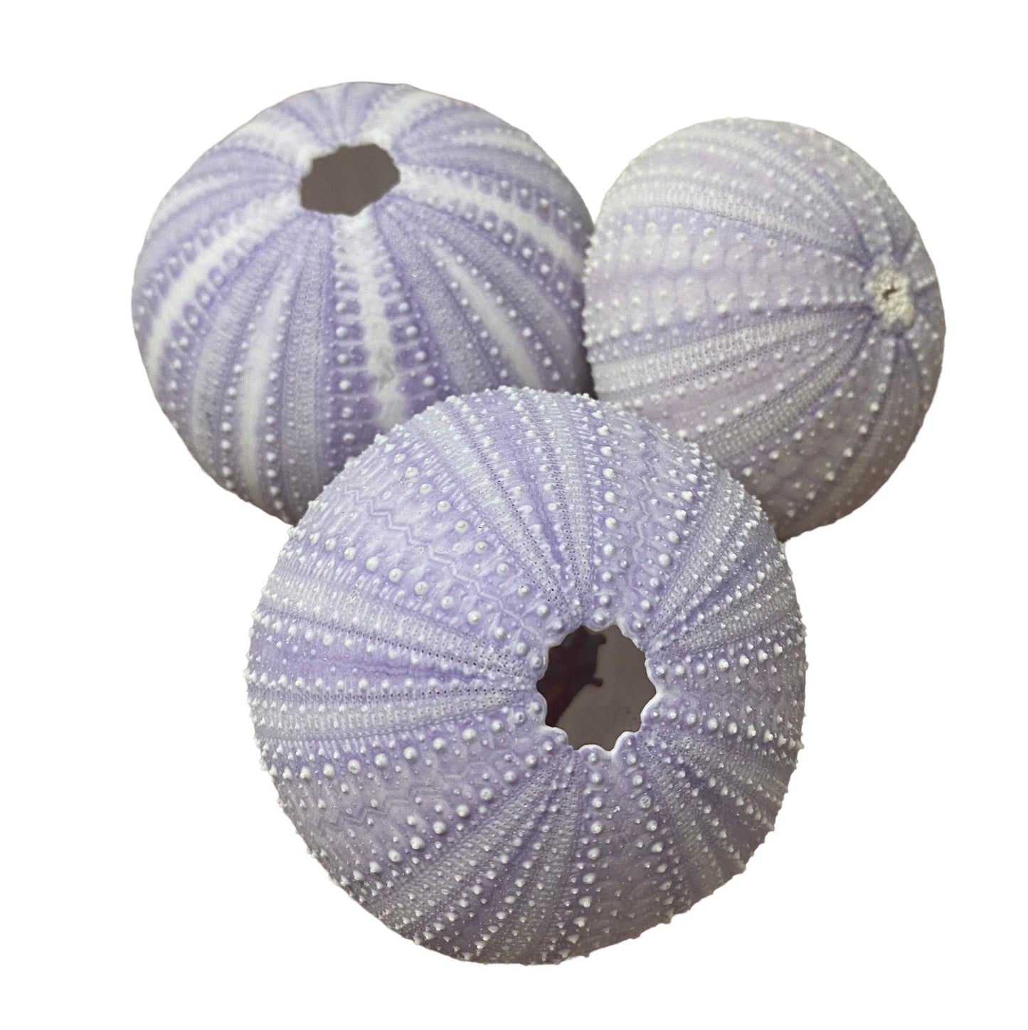 Purple Sea Urchin