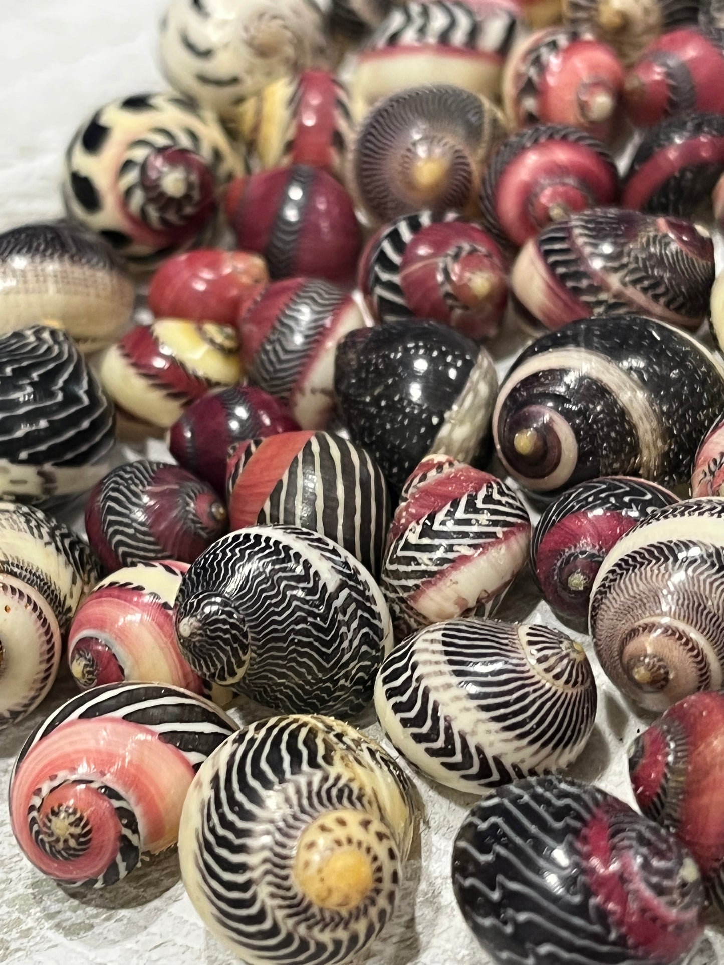 Rare Red Nerite