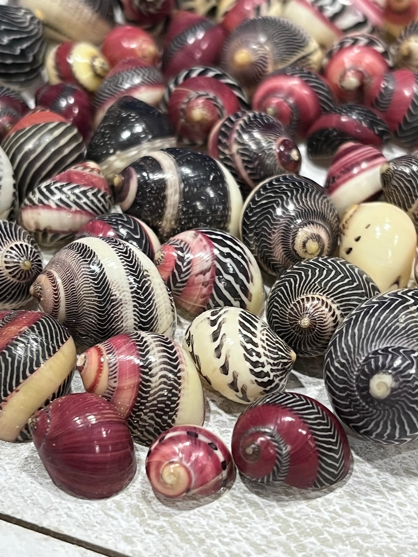 Rare Red Nerite