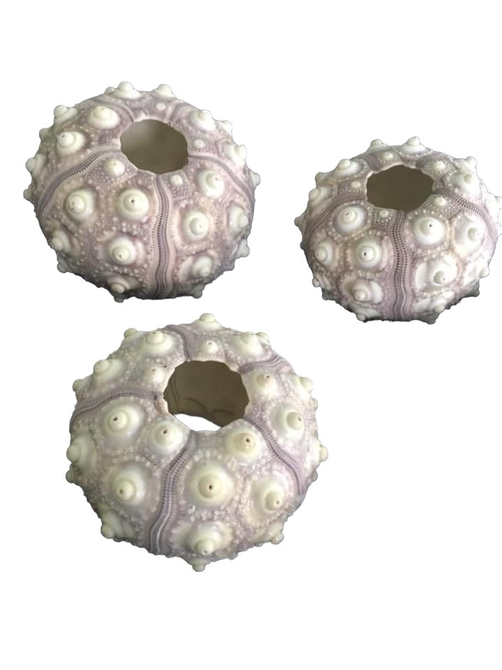2-3” Sputnik Sea Urchin