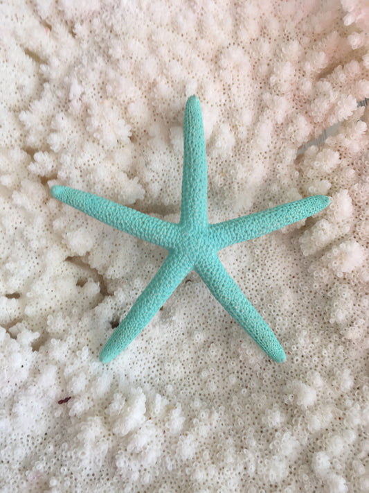 3-4” Dyed Seafoam Finger Starfish