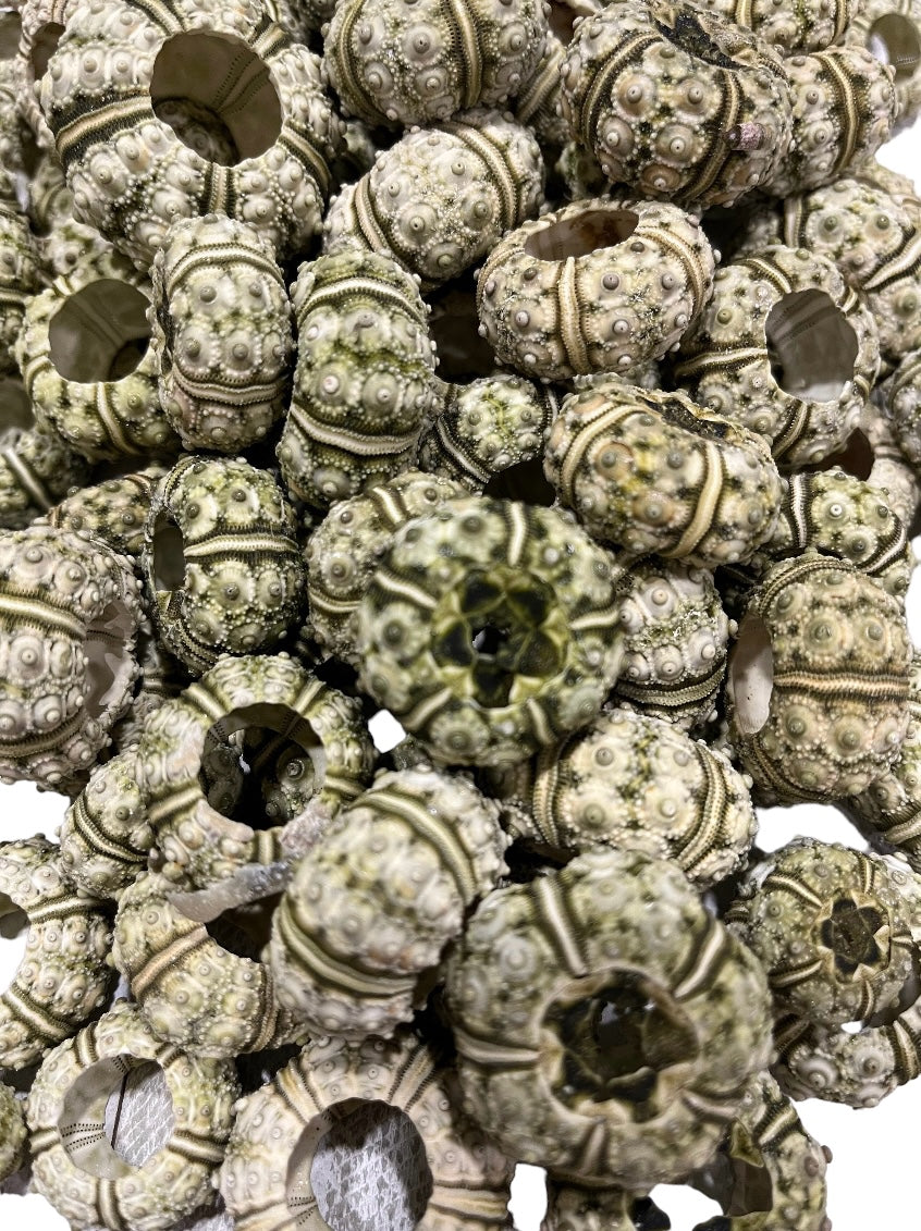 Green Knobby Sea Urchin