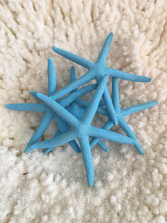 3-4” Dyed Blue Finger Starfish