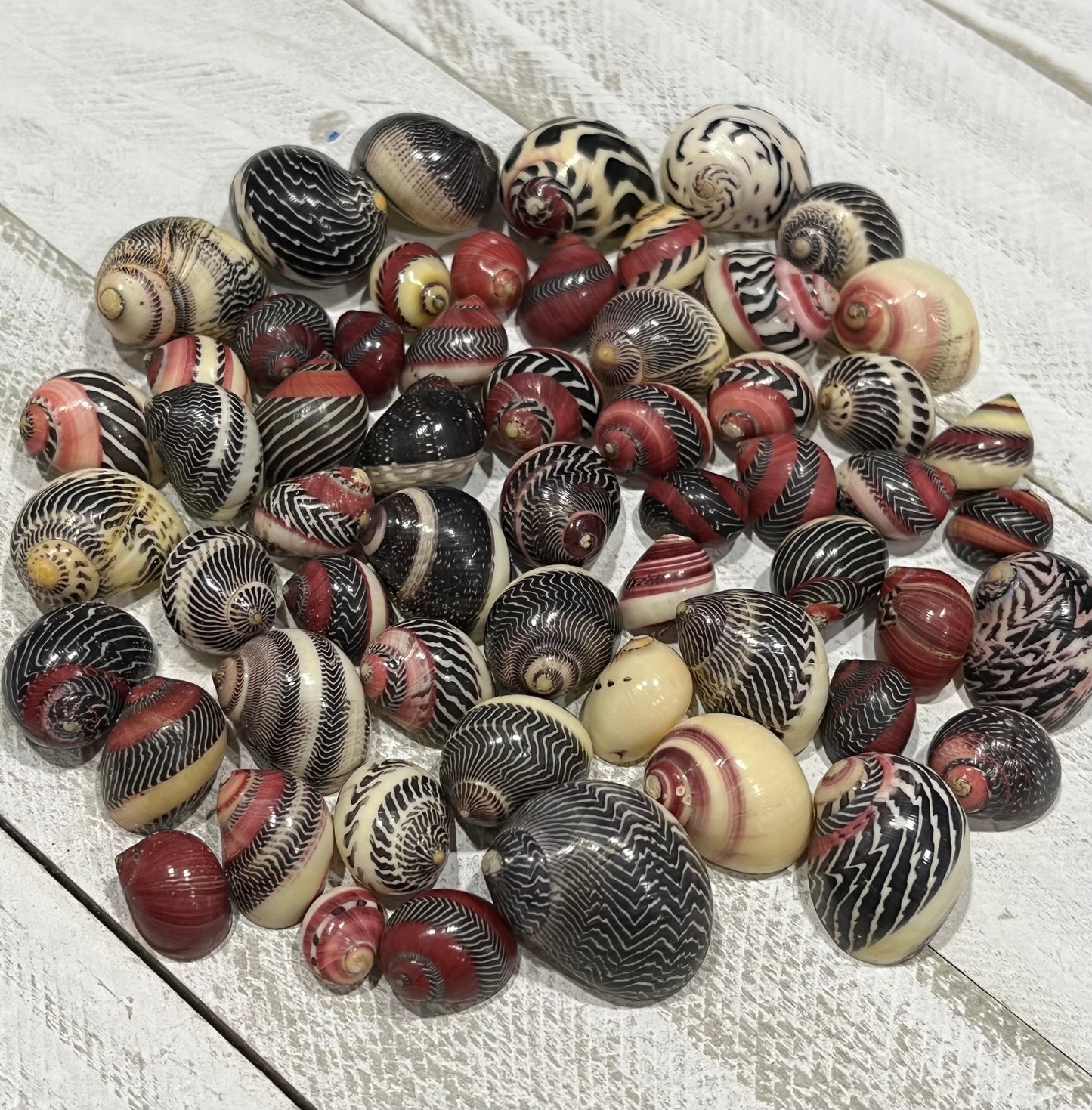 Rare Red Nerite