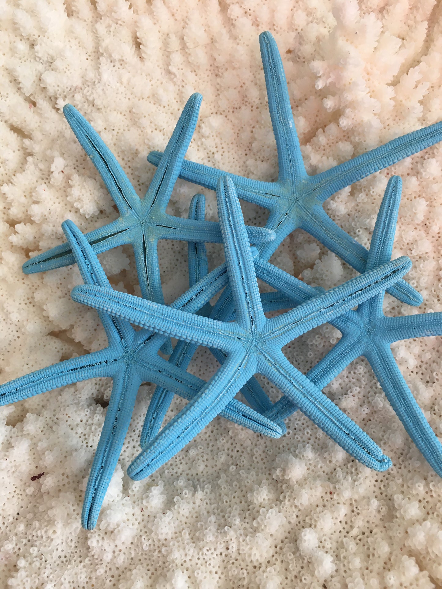 3-4” Dyed Blue Finger Starfish