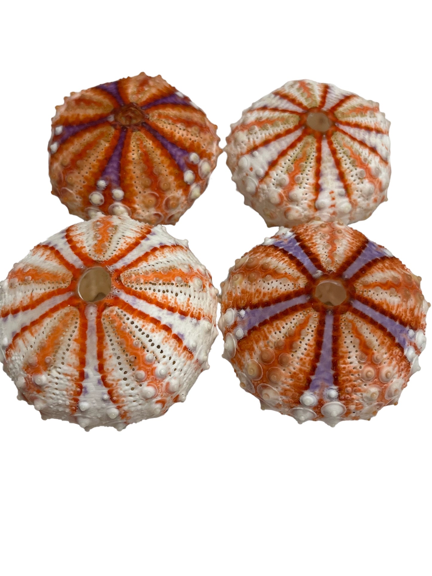 Deep Sea Urchin