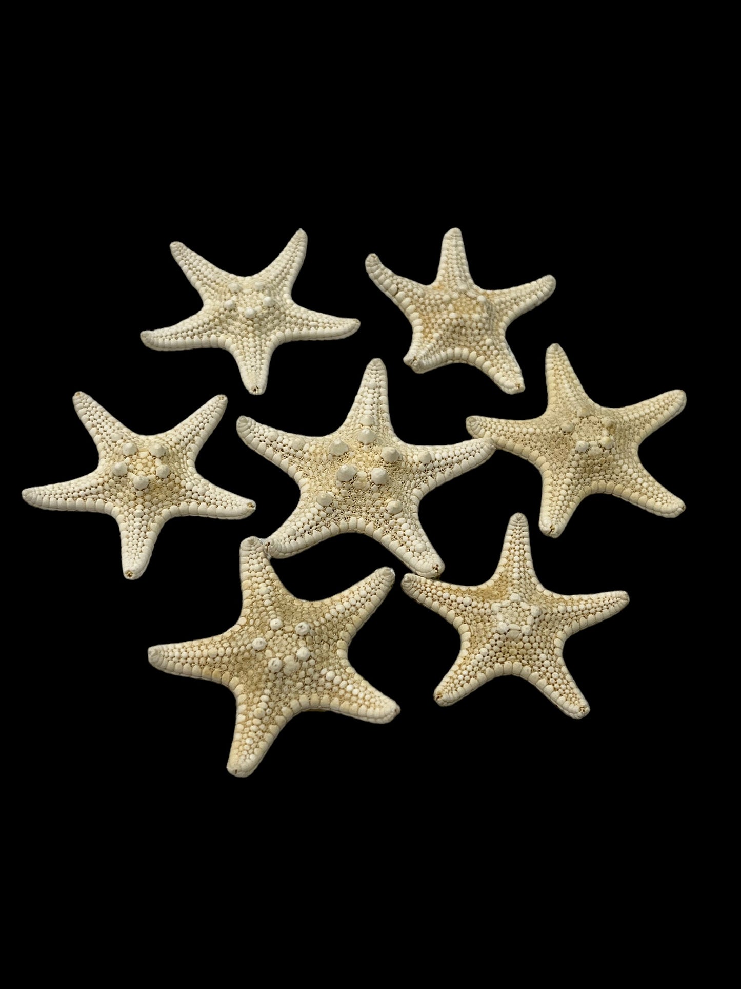 1-2” White Knobby Starfish