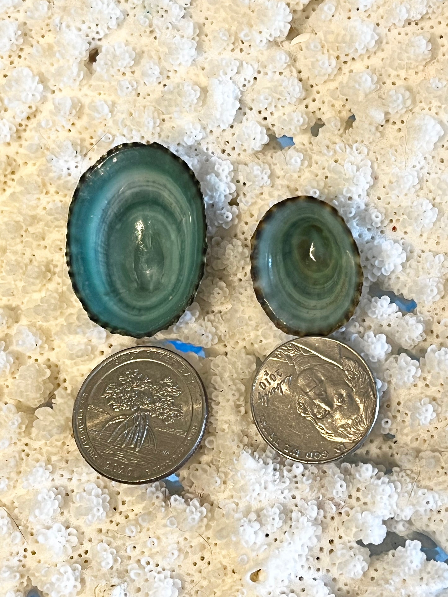Large Green Limpet