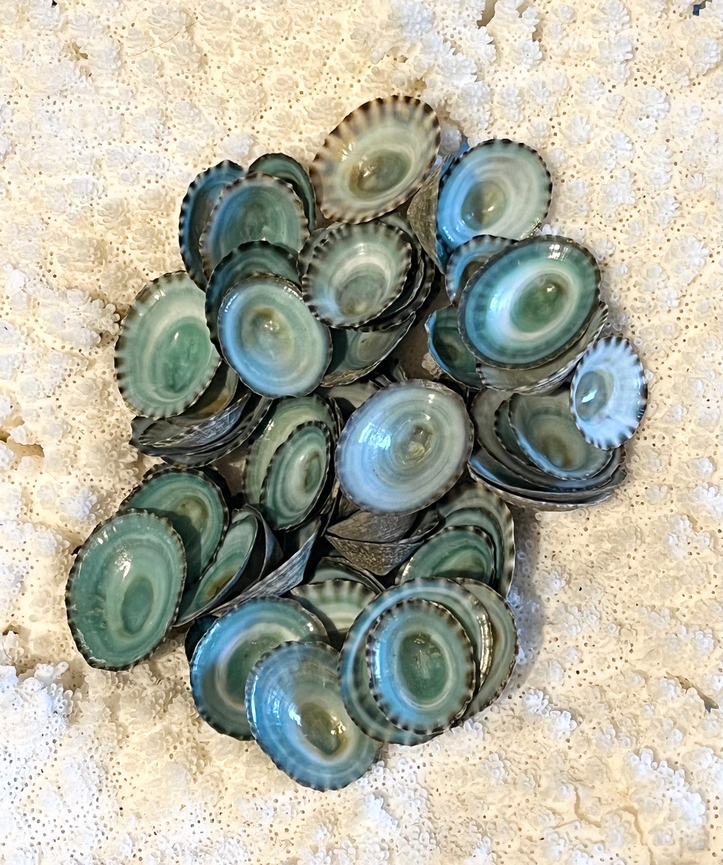 Large Green Limpet