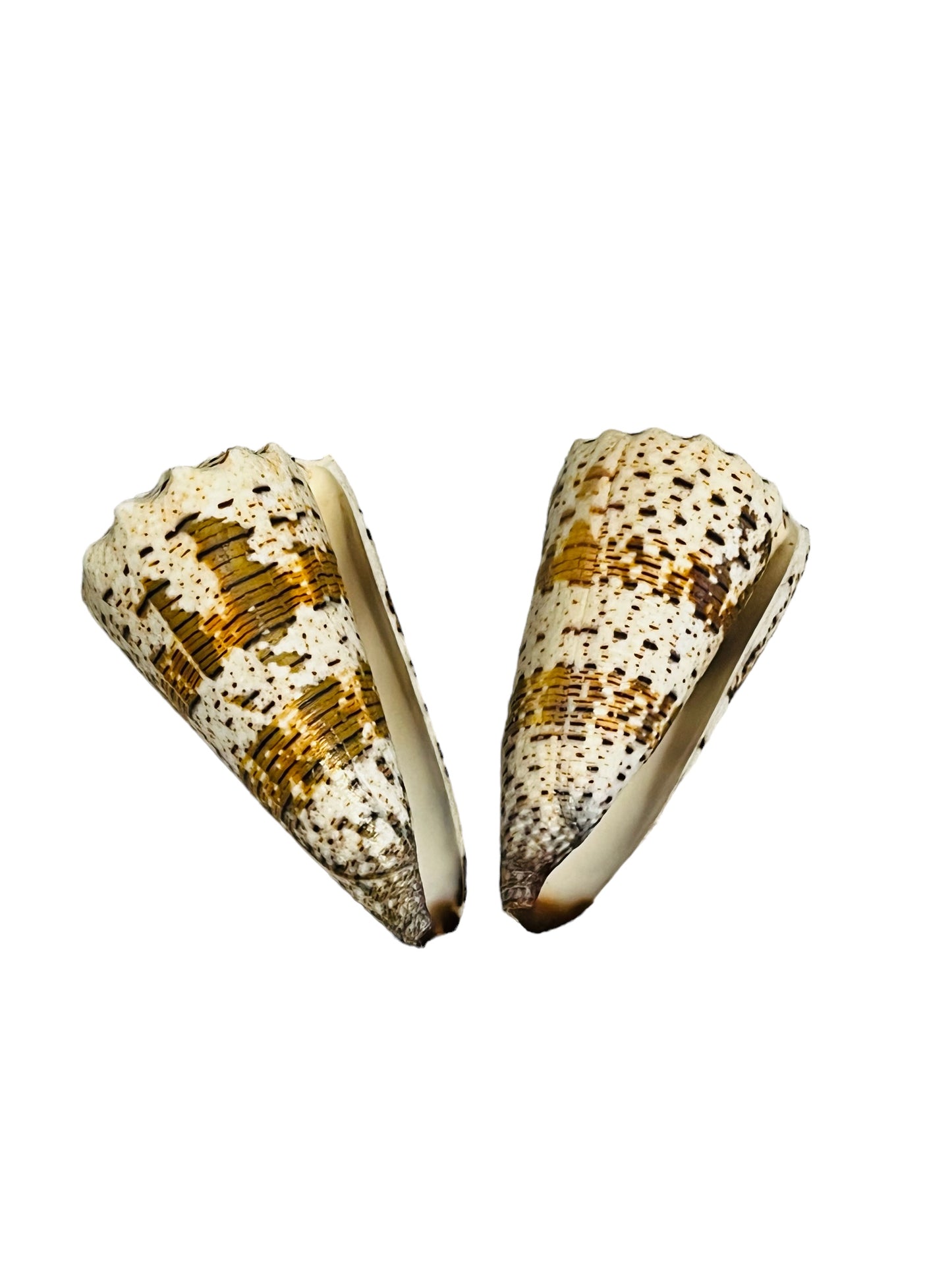 Conus Imperialus