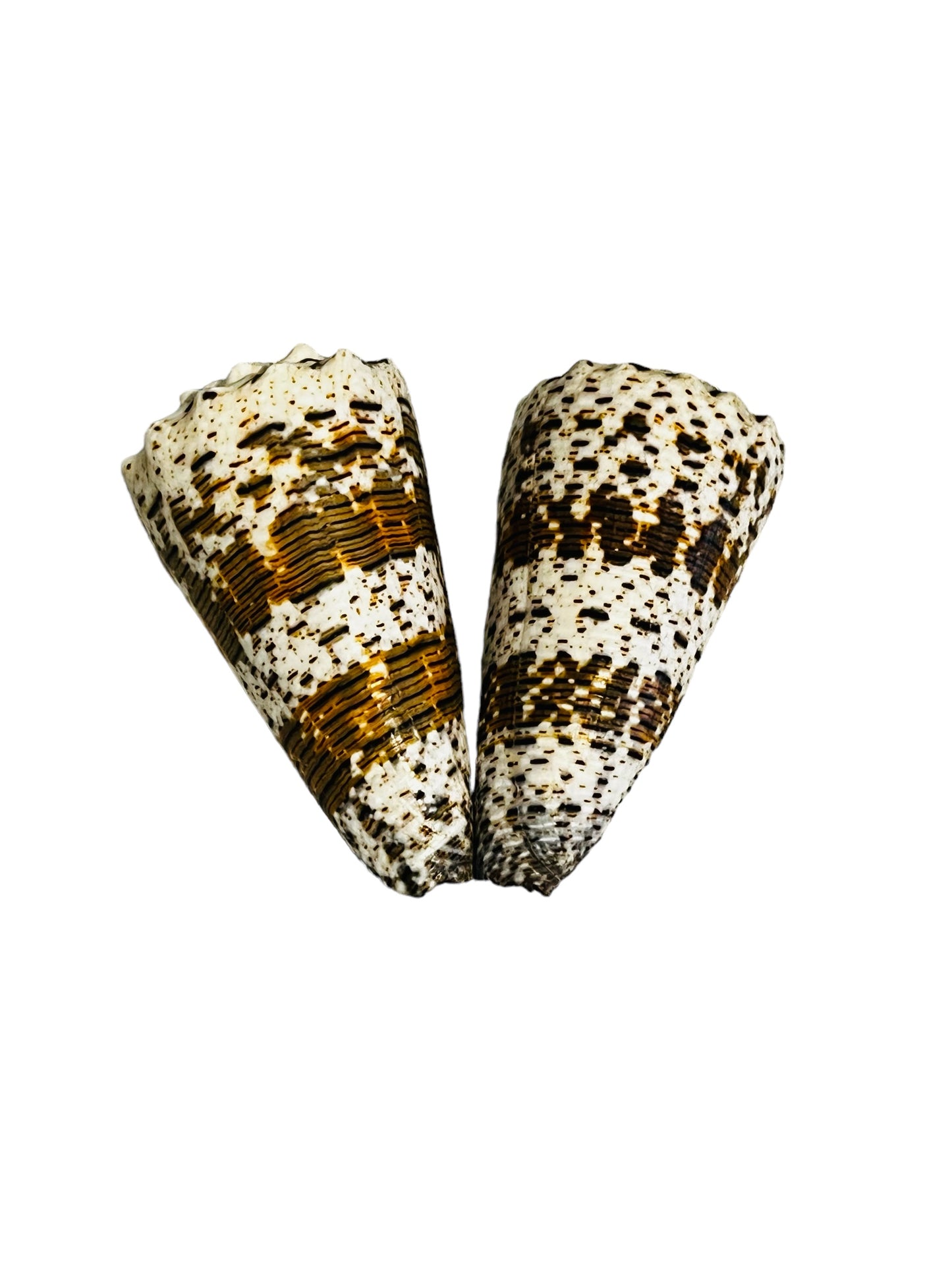 Conus Imperialus