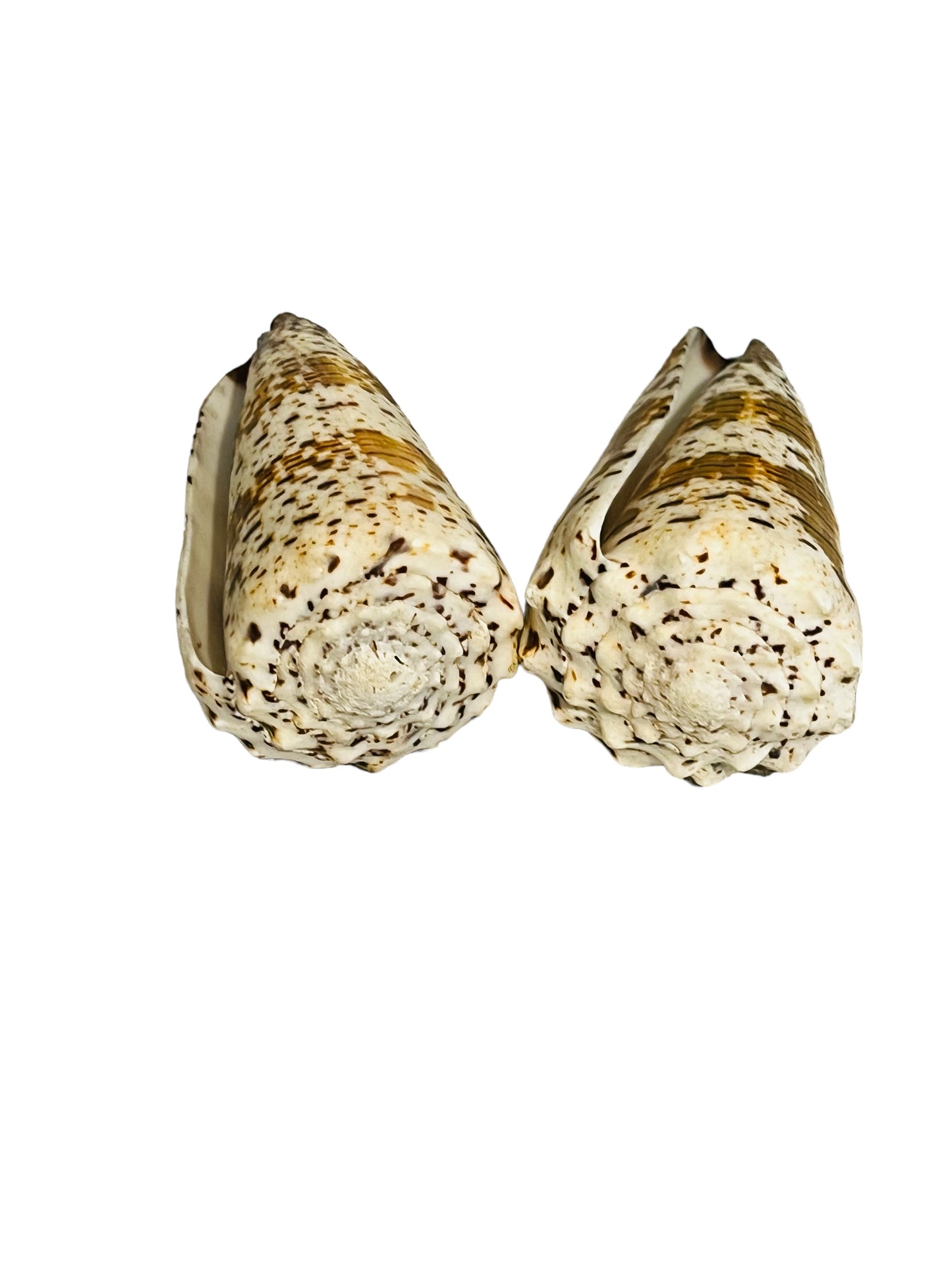 Conus Imperialus