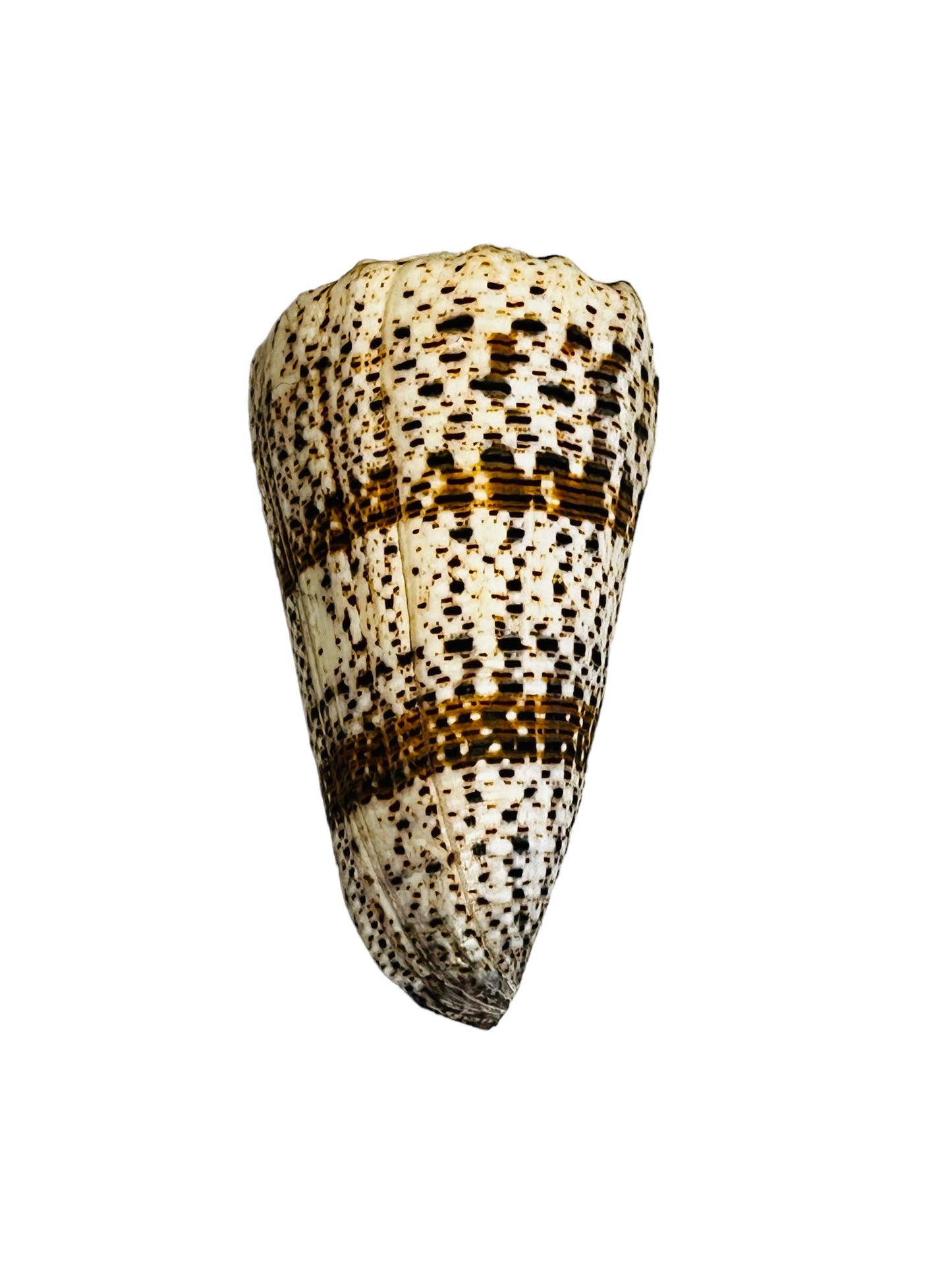 Conus Imperialus