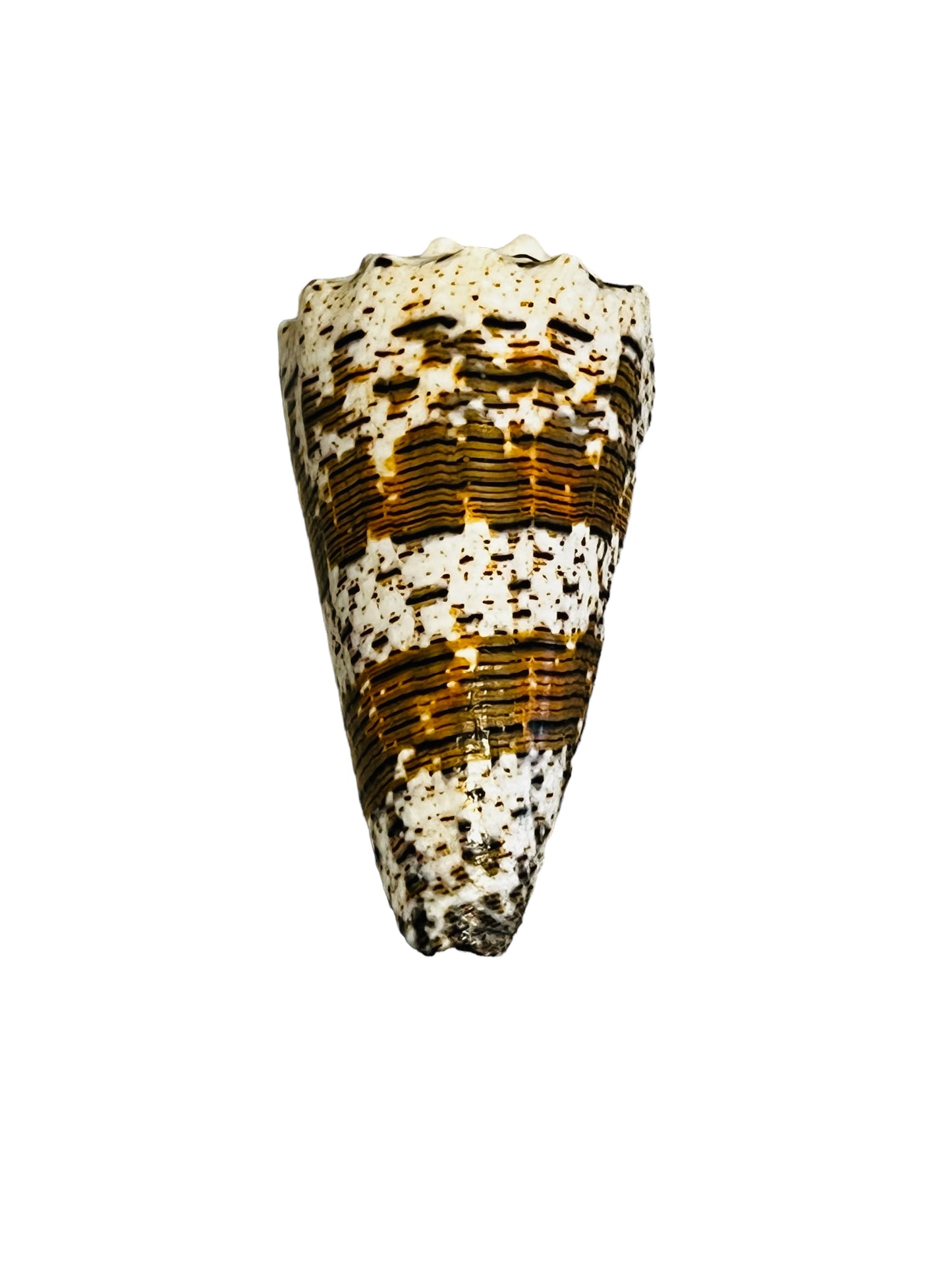 Conus Imperialus