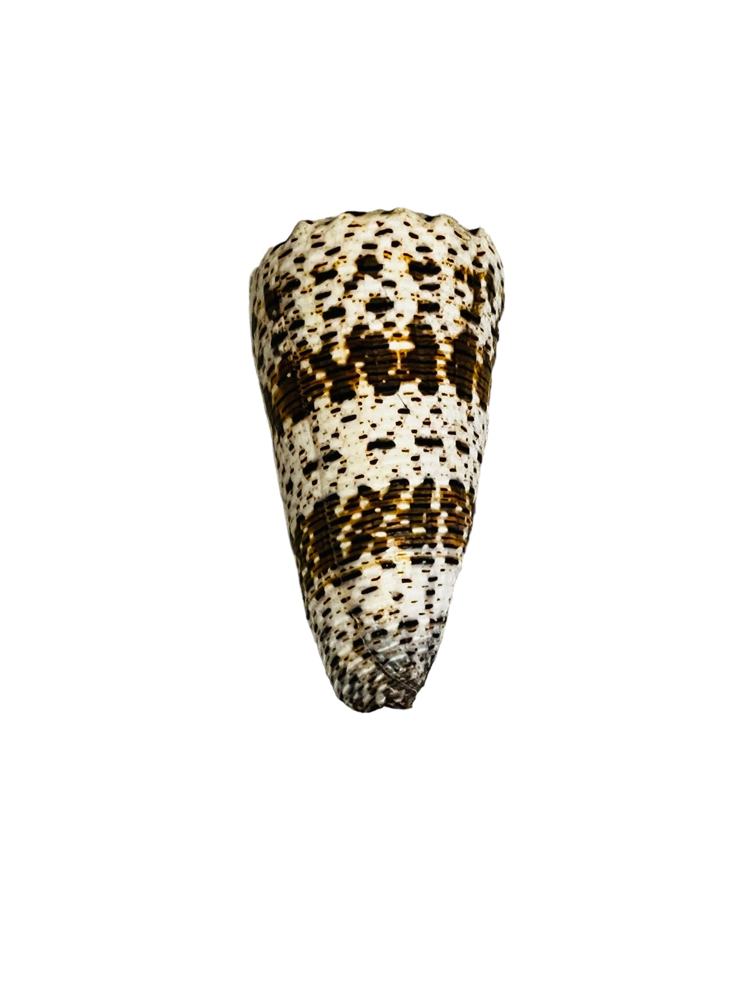 Conus Imperialus