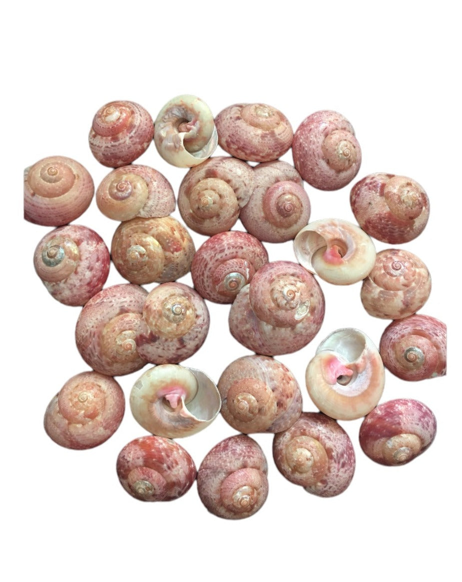Umbonium Guanensis