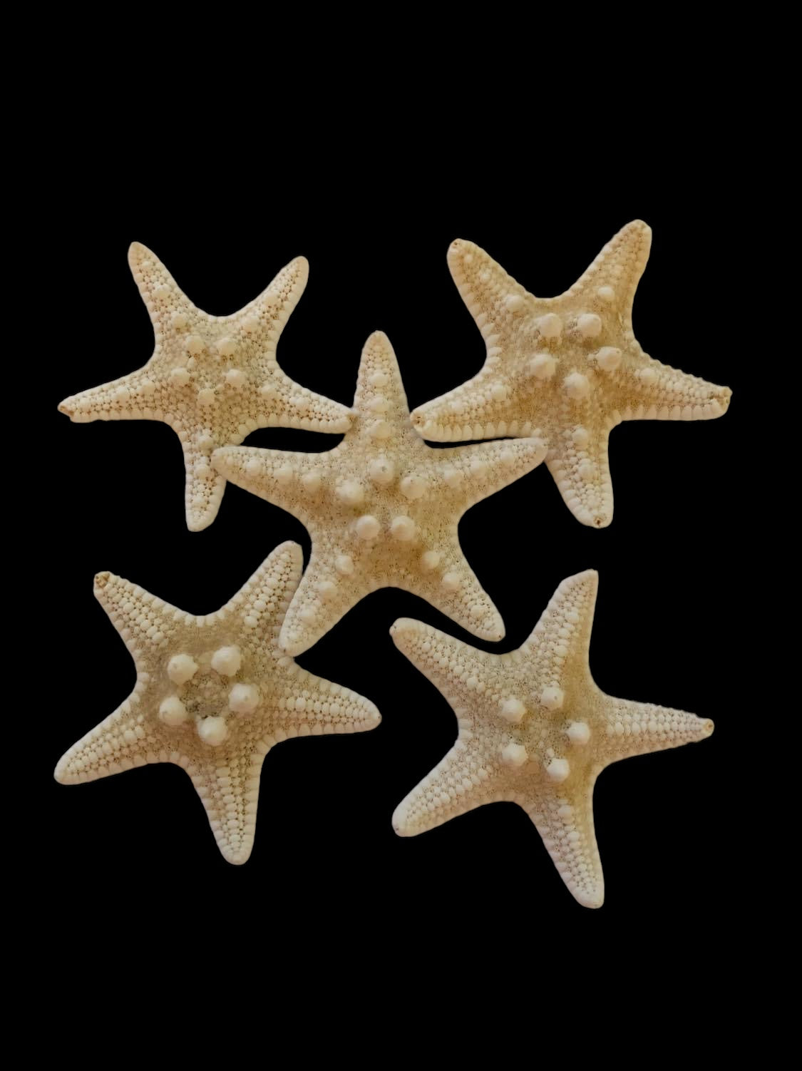 2-3” White Knobby Starfish