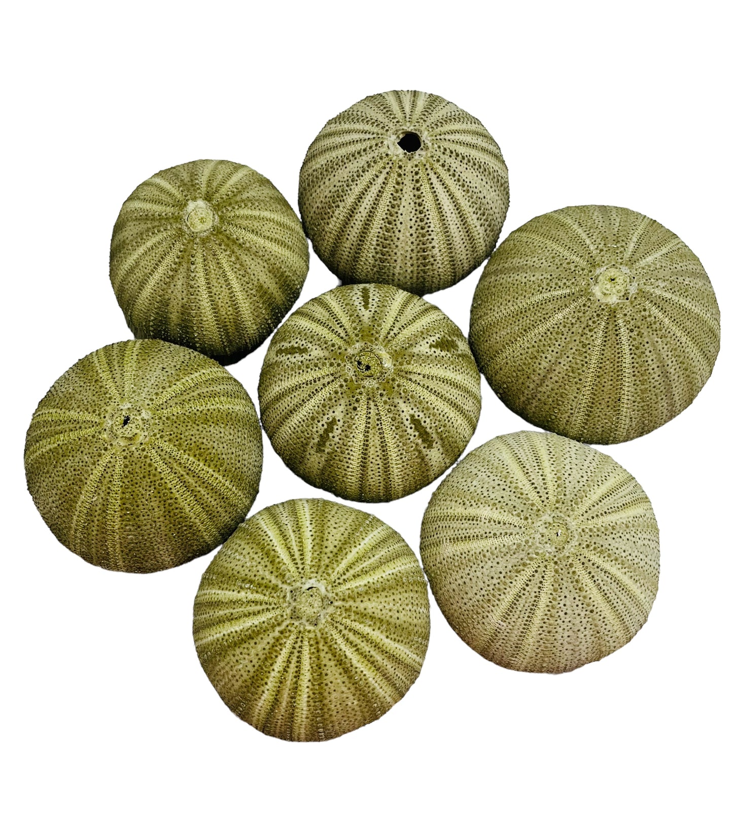 Green Sea Urchin