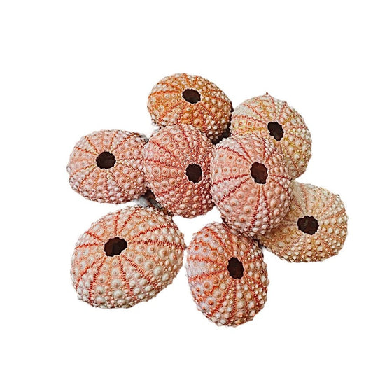 Pink Sea Urchin