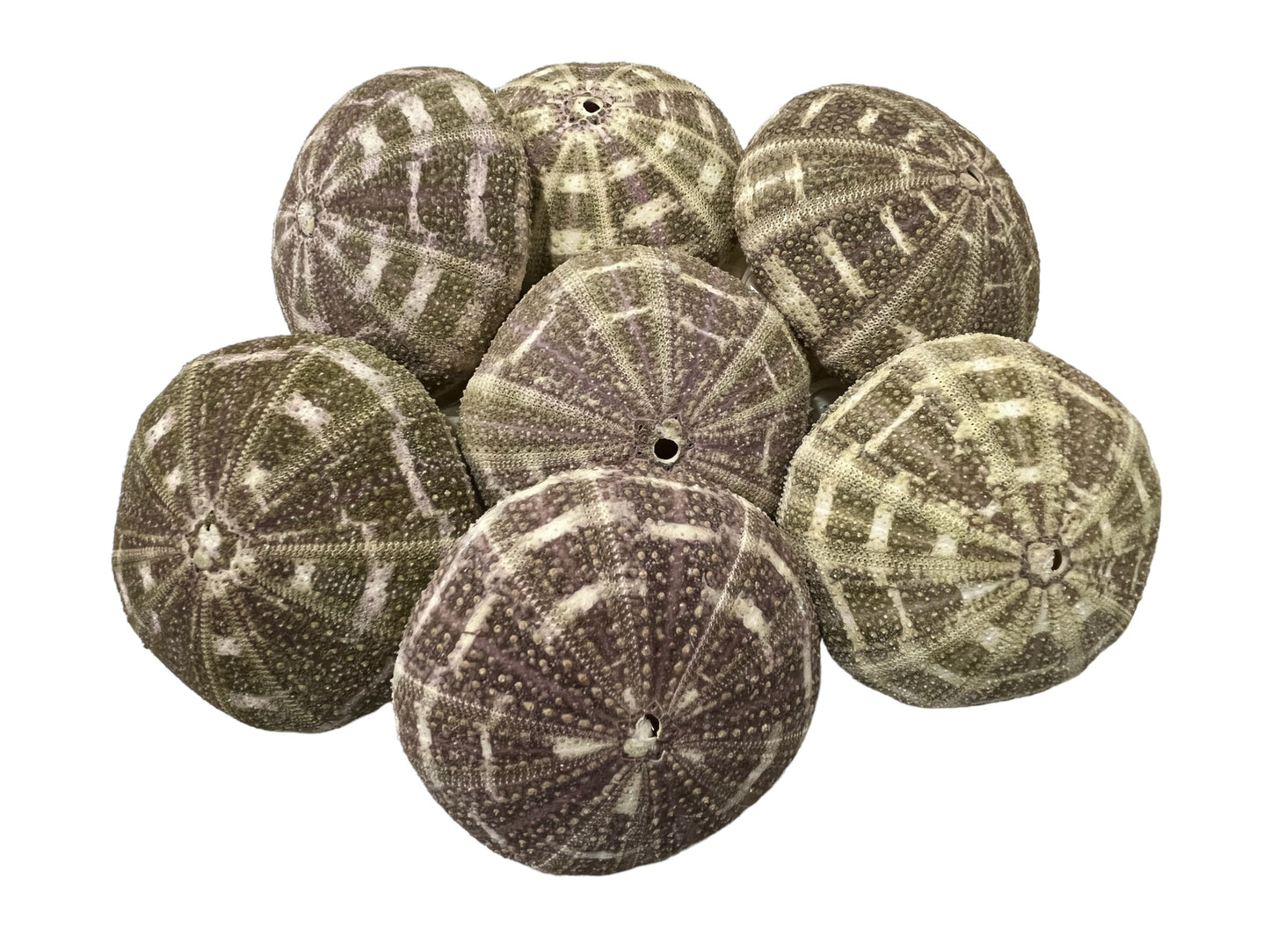 4” + Alfonso Sea Urchin