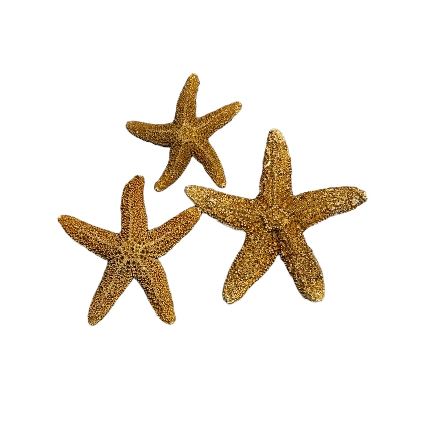 1-2” Sugar Starfish