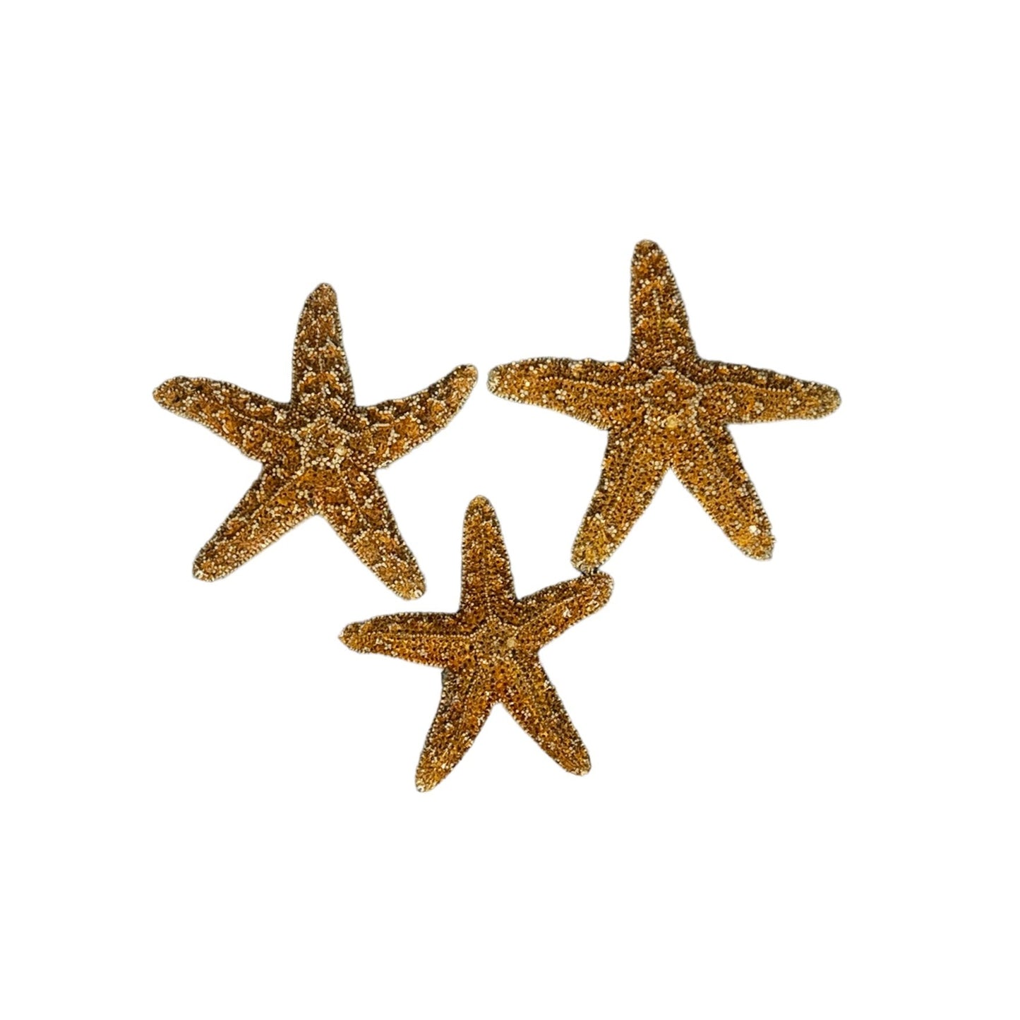 2-3” Sugar Starfish