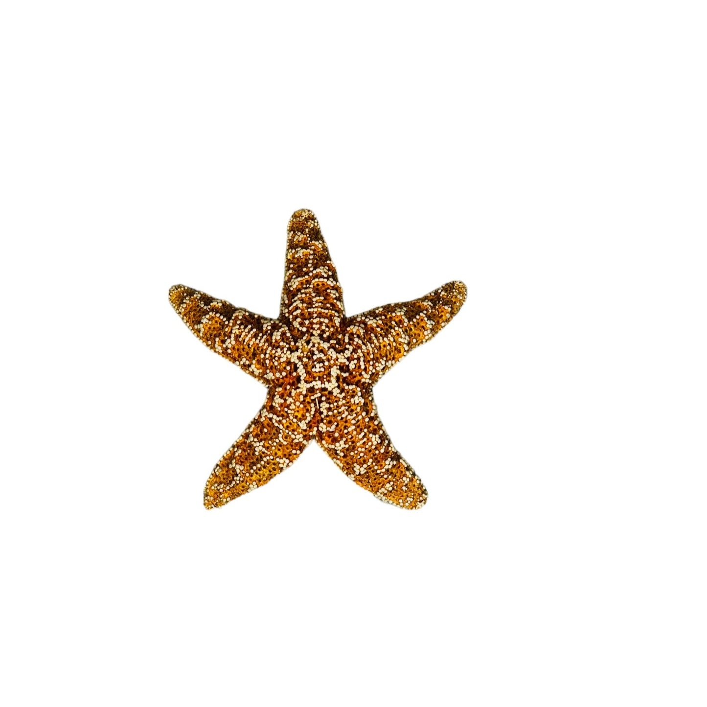 3-4” Sugar Starfish