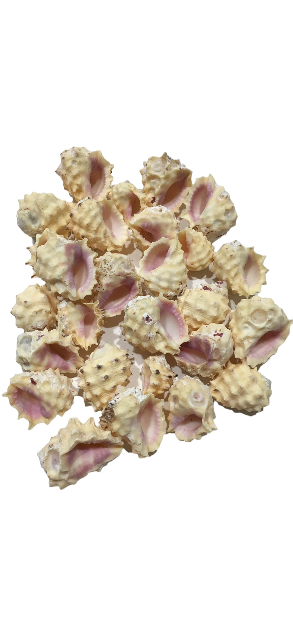Strawberry Drupa