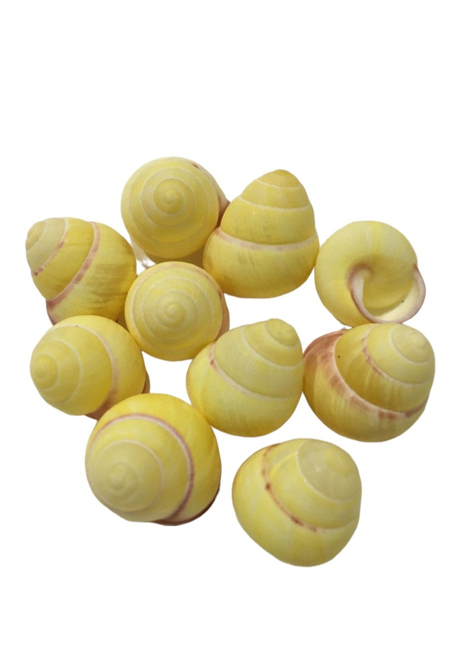 Yellow Snails