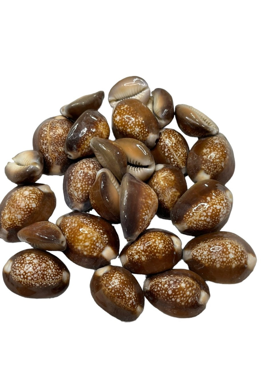 Snakehead Cowry