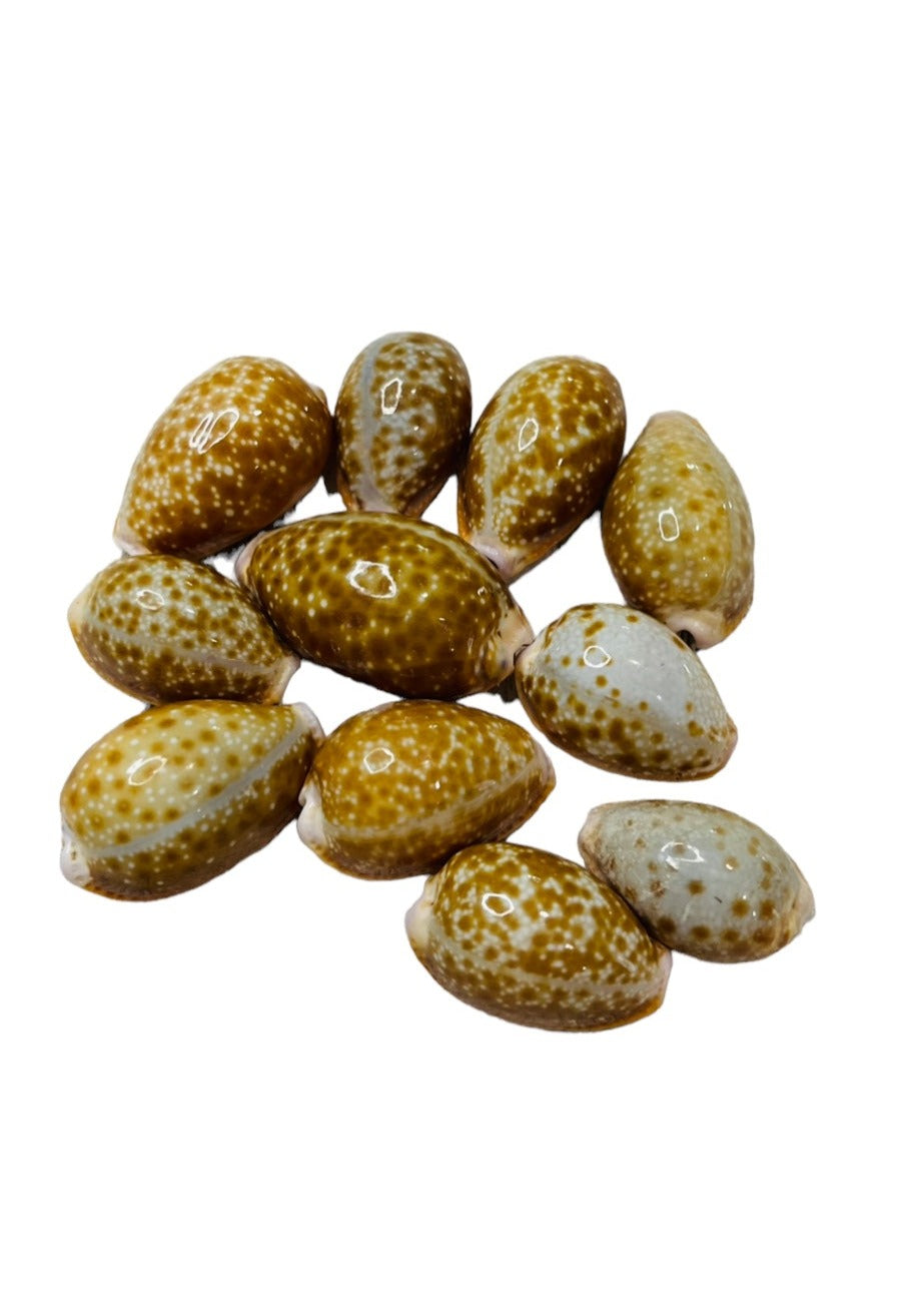 Honey Cowry