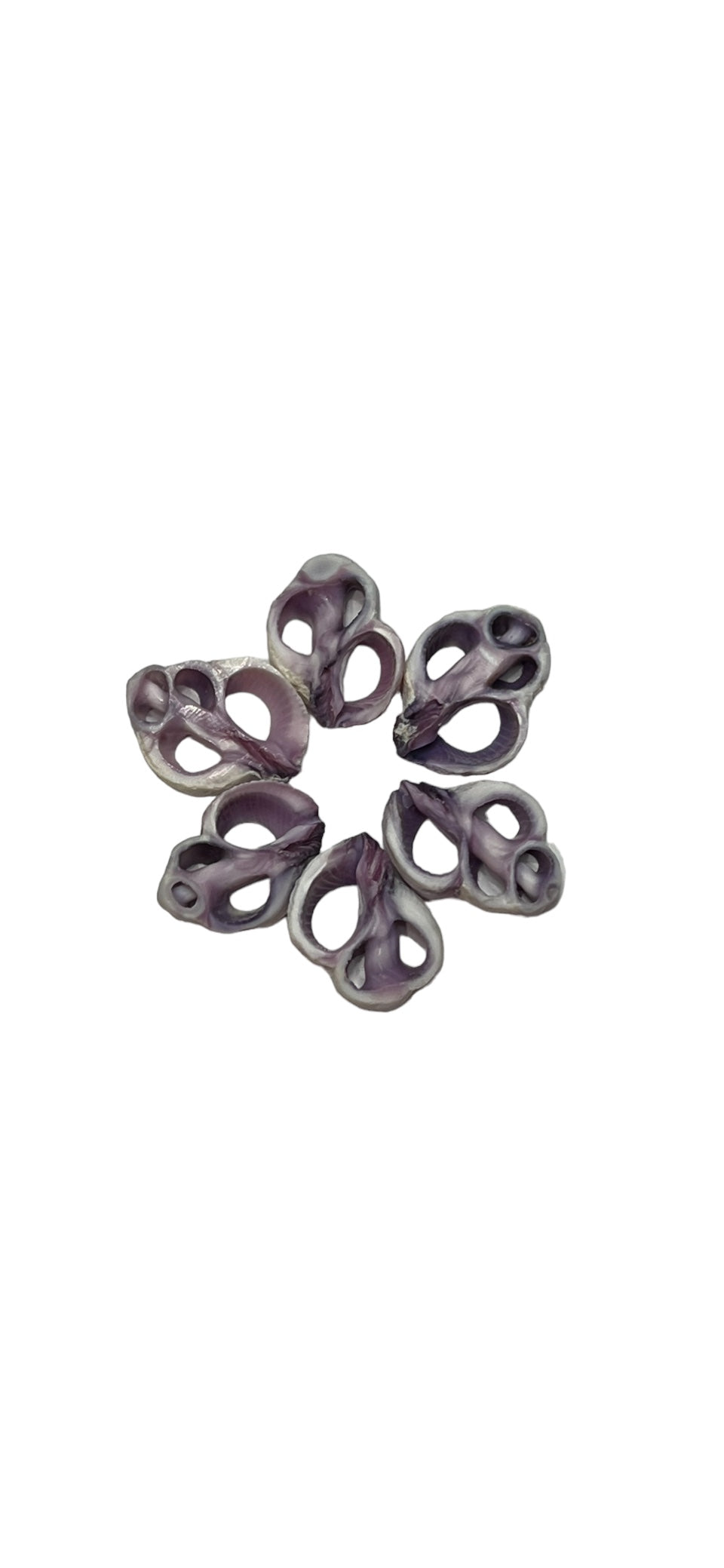 Center Cut Purple Cebu