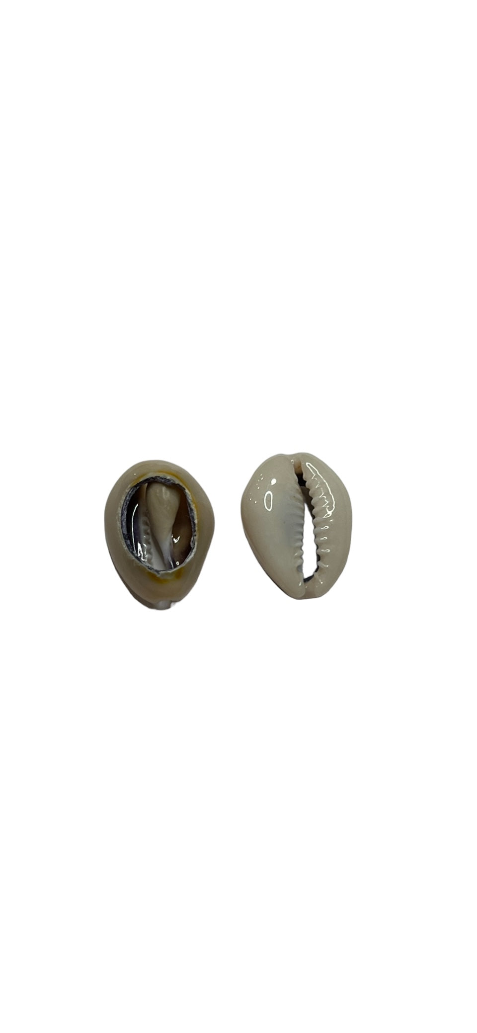 Bottom Cut Ring Top Cowry