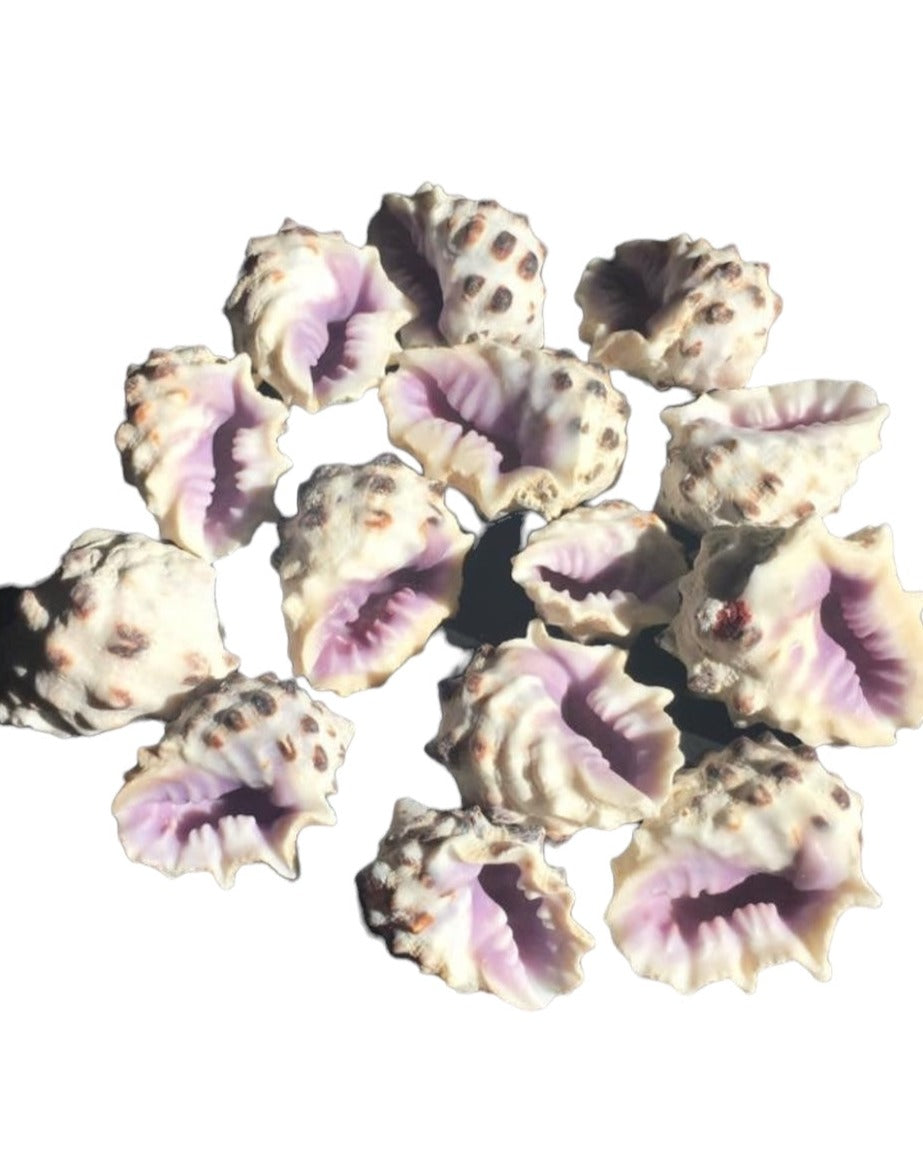 Purple Drupa
