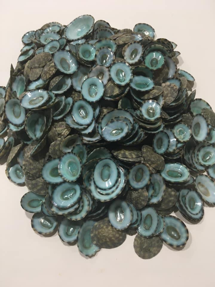 Green Limpet