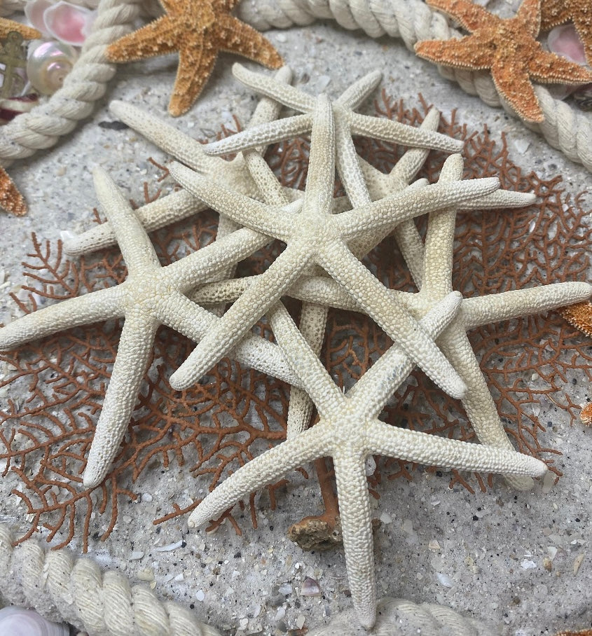 3-4” Finger Starfish