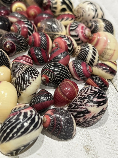 Rare Red Nerite