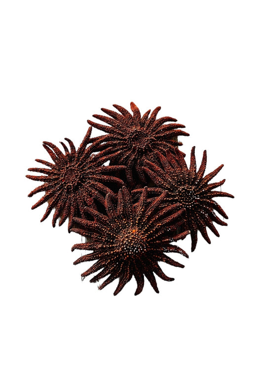 5-6” Red Sunflower Starfish