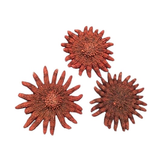 3-4” Red Sunflower Starfish