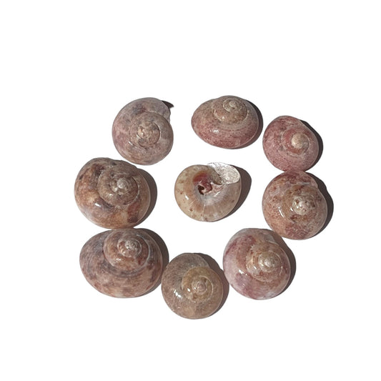 Umbonium Guanensis