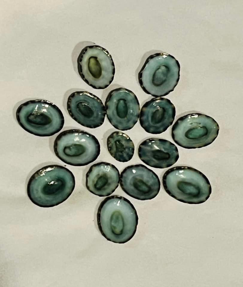 Tiny Green Limpets