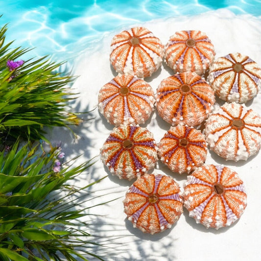 Deep Sea Urchin