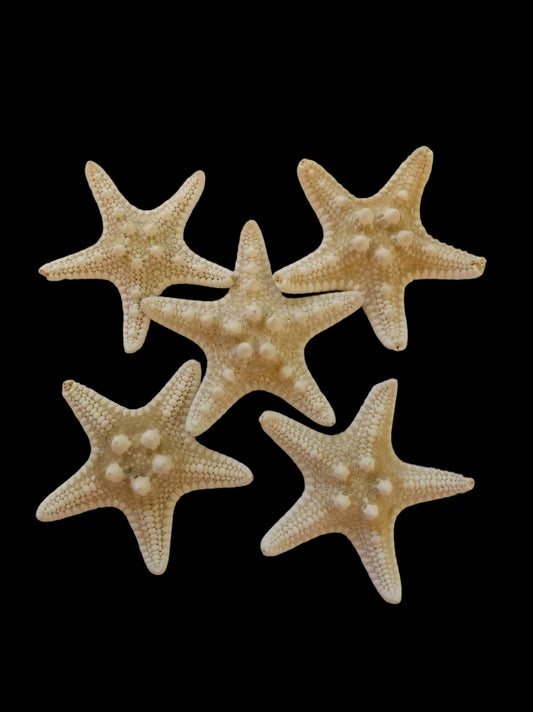 2-3” White Knobby Starfish