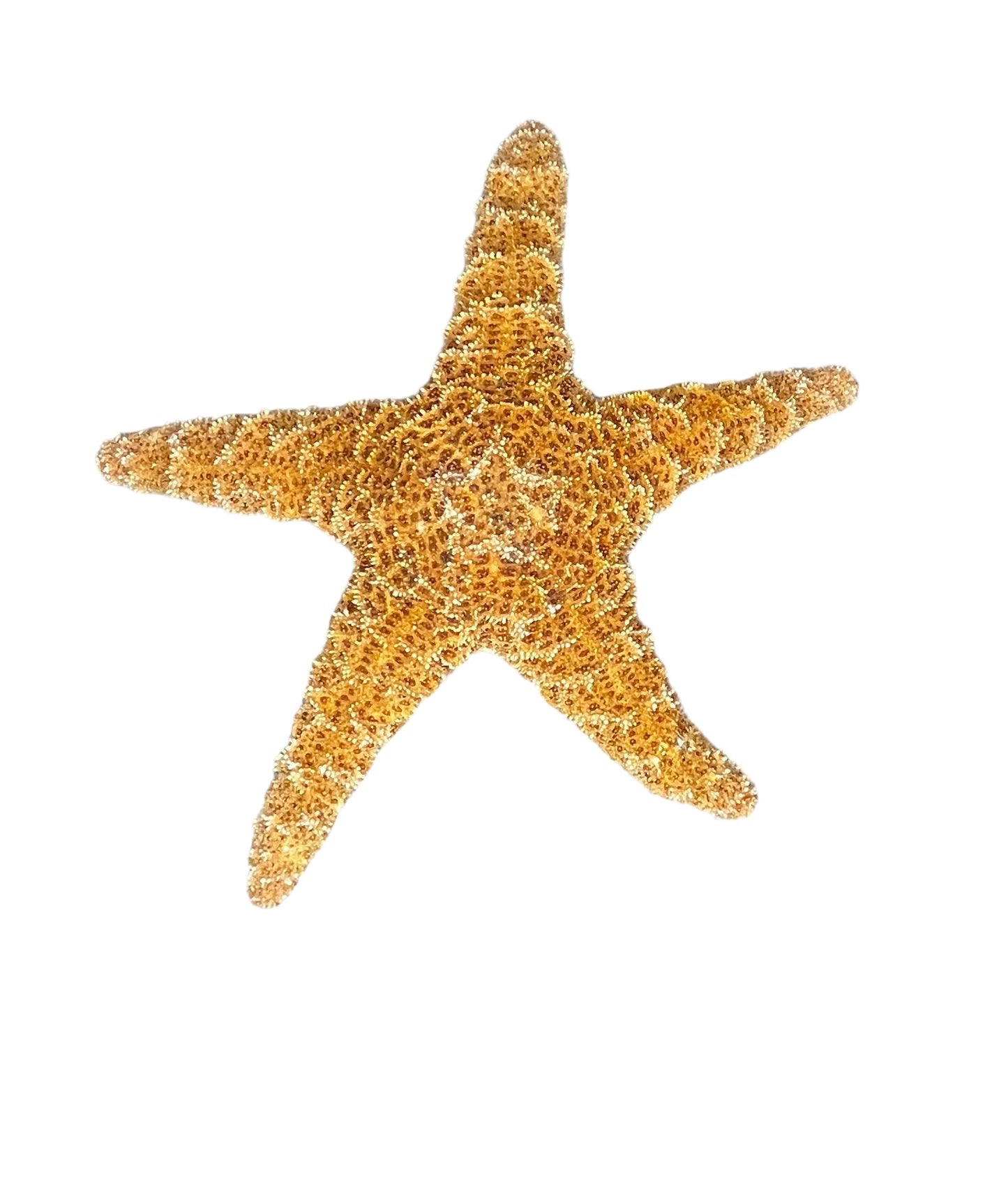 8-9” Sugar Starfish