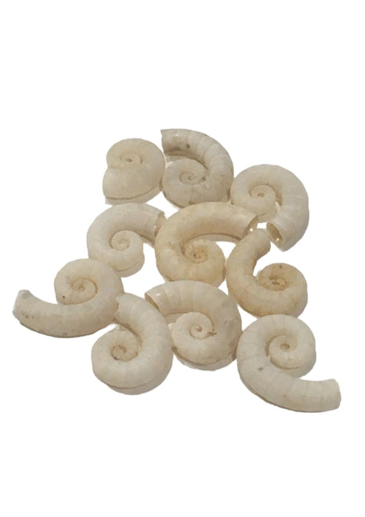 Spirula