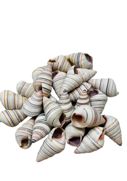 Candycane Snails