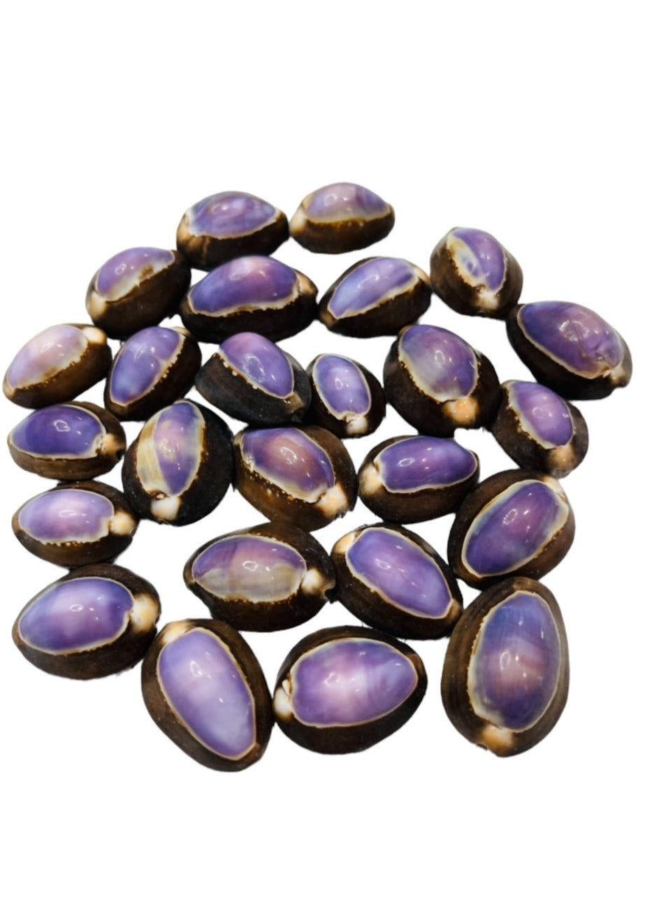 Purple Top Snakehead Cowry