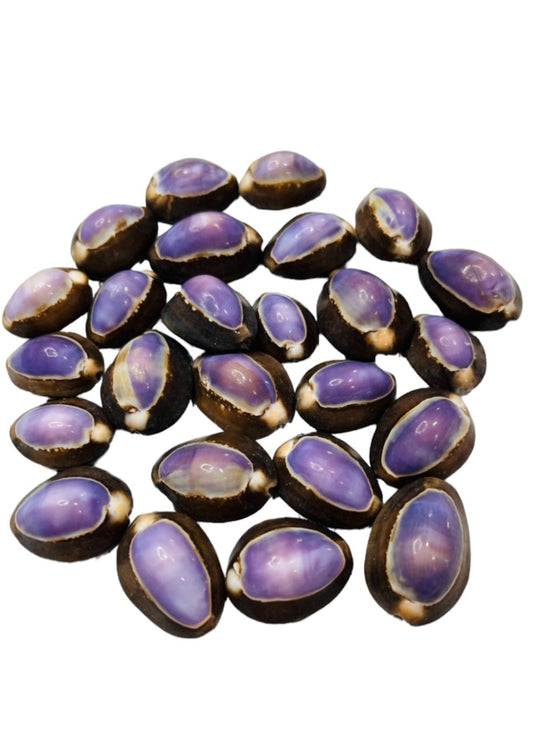 Purple Top Snakehead Cowry